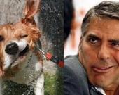Мокрые собаки и знаменитости: что у них общего