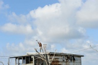 Звери дикого Юга