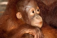 Народжені бути вільними