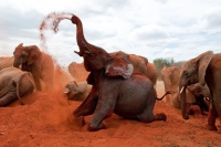 Народжені бути вільними