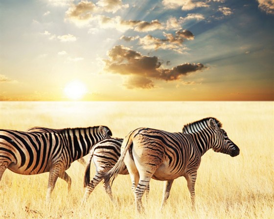 "Африканское сафари 3D". Эта картина станет гидом зрителя в заманчивый и увлекательный мир сафари Африки. Создатели этой картины решили полностью посвятить свой фильм рассказу и показу того, что из себя представляет жизнь африканского сафари. Уже с первог