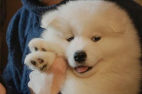 Полярний рейс