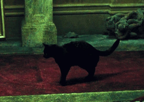 По словам братьев Вачовски, все животные в Матрице – изображения, созданные с помощью компьютера.