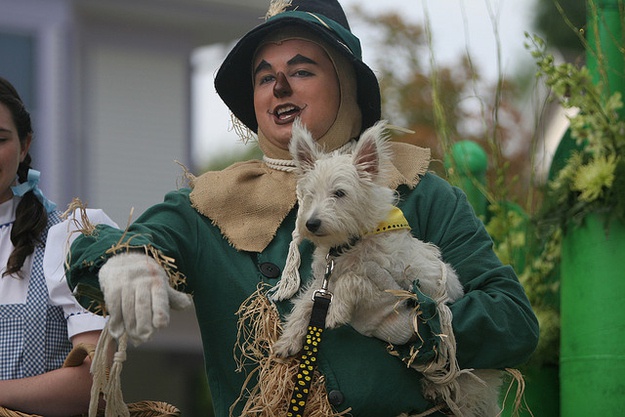 6. За съёмки в ленте "Волшебник из страны Оз" собачка Тото получала $125 в неделю. 6. За съёмки в ленте "Волшебник из страны Оз" собачка Тото получала $125 в неделю.