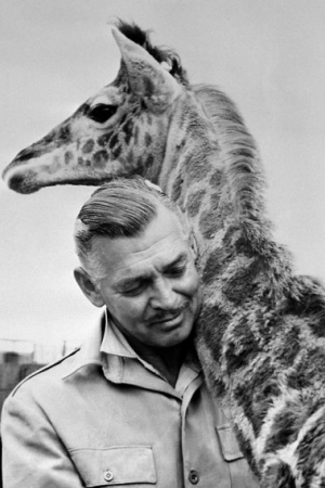 Кларк Гейбл Кларк Гейбл