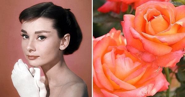 Роза "Одри Хепберн". Актрису Одри Хепберн многие считали воплощением элегантности и изысканного стиля. Возвышенная и утонченная чайно-гибридная роза оттенка яблочного цвета стала чудесным подарком талантливой и красивой актрисе. Цветок обладает аристократ Роза "Одри Хепберн". Актрису Одри Хепберн многие считали воплощением элегантности и изысканного стиля. Возвышенная и утонченная чайно-гибридная роза оттенка яблочного цвета стала чудесным подарком талантливой и красивой актрисе. Цветок обладает аристократ