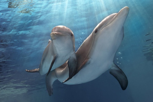 Семейная драма "История дельфина - 2". Прошли годы. Суррогатная мать дельфина Уинтер скончалась. В итоге Уинтер осталась одна, а по законам Министерства сельского хозяйства США дельфинов нельзя содержать в одиночестве. Чтобы Уинтер не перевезли в другой а