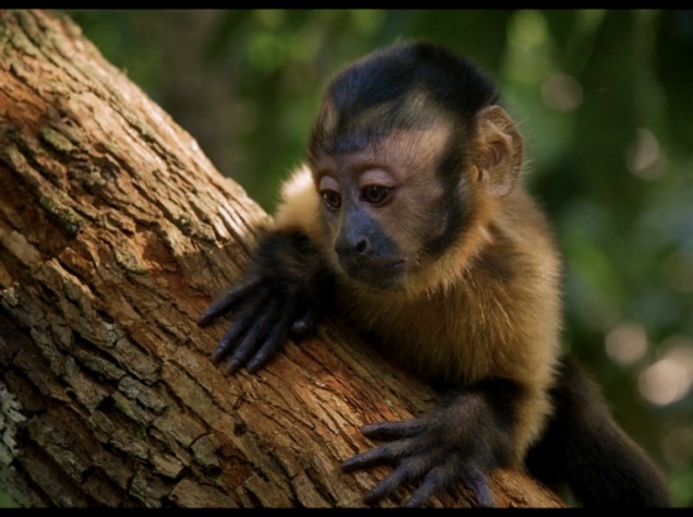 Документальная картина "Амазония: Инструкция по выживанию". Капуцин по имени Сая вырос в неволе и понятия не имеет, как жить в диких условиях. После авиакатастрофы он попадает на волю. Дезориентированный неизвестными лесными просторами, он учится находить