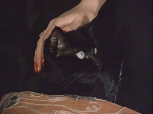 У кошки четыре ноги. Режиссер Станислав Говорухин хотел назвать фильм "Черная кошка" – по названию банды, с которой борются герои, но ему не разрешили. Этот образ, позаимствованный у беспризорников 1920-х (вспомним песню Мамочки из фильма "Республика ШКИ У кошки четыре ноги. Режиссер Станислав Говорухин хотел назвать фильм "Черная кошка" – по названию банды, с которой борются герои, но ему не разрешили. Этот образ, позаимствованный у беспризорников 1920-х (вспомним песню Мамочки из фильма "Республика ШКИ