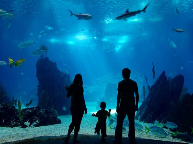 Аквариум в Лонг-Бич