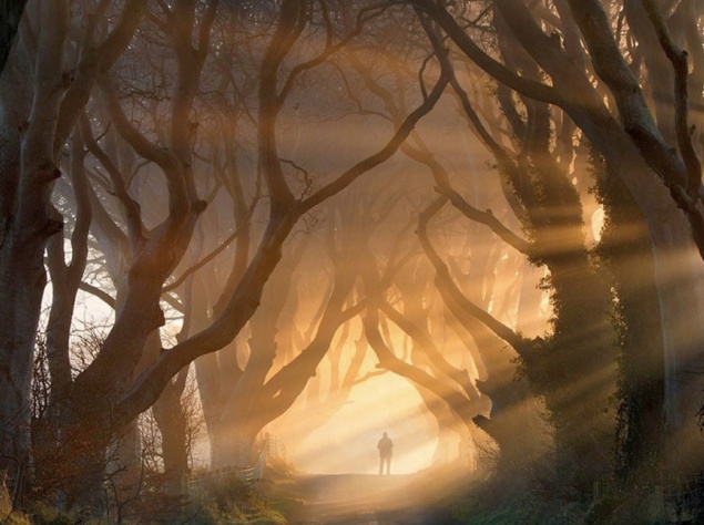 Дорога в туннеле из деревьев в Королевские земли — буковая аллея "Темная изгородь" в графстве Антрим, Северная Ирландия