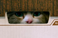 Девять жизней