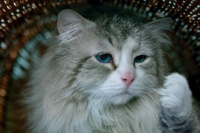 Девять жизней