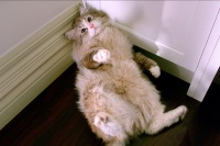 Девять жизней