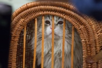 Девять жизней