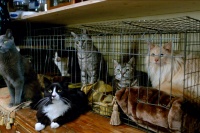 Девять жизней