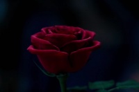 Красавица и чудовище