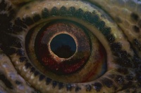 Мандрівка часу