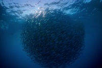 Мандрівка часу