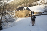 Пальми в снігу