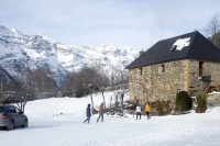 Пальми в снігу