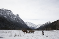 Пальми в снігу