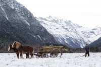 Пальми в снігу