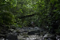 Пальми в снігу