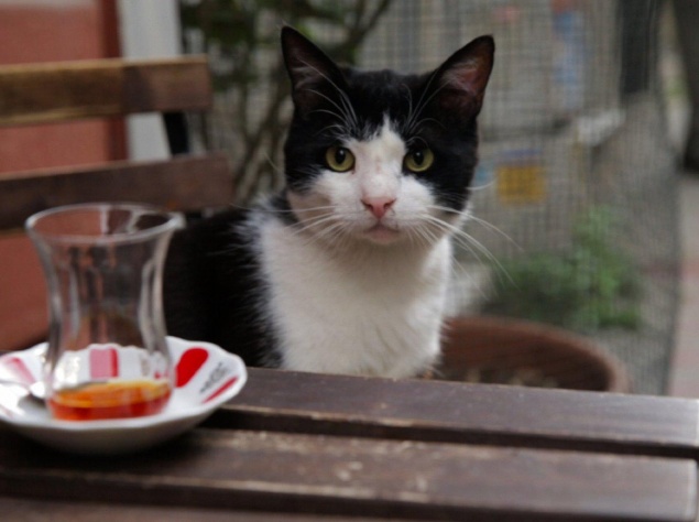 Документальний фільм "Королівство котів". Це історія найкрасивішого турецького міста очима чарівних та усіма улюблених чотирилапих пухнастиків. Адже вулиці Стамбулу належать тим, хто гуляє ними сам по собі: тисячам котів і кішок.