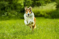 Лессі. Повернення додому