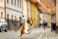 Лессі. Повернення додому