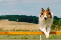 Лессі. Повернення додому