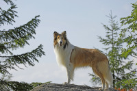 Лессі. Повернення додому