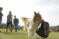 Лессі. Повернення додому