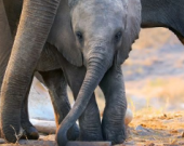 Меган Маркл озвучила документальний фільм Disney про слонів