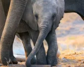 Меган Маркл озвучила документальный фильм Disney о слонах