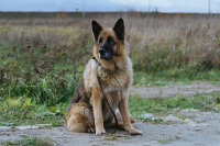 Манхеттенський фестиваль короткометражних фільмів - 2020