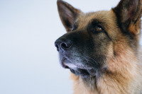 Манхеттенський фестиваль короткометражних фільмів - 2020