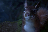 Манхеттенський фестиваль короткометражних фільмів - 2020