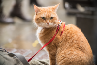 Рождество кота Боба