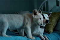 Лена и белый тигр