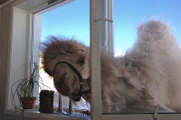 Чілдрен Кінофест 2021