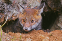 Тиждень австрійського кіно - 2021