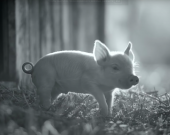 Документальний фільм про життя свині "Гунда" вийде в український прокат у вересні
