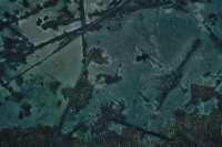 Максим Оса та золото Песиголовця