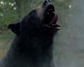 Появился трейлер комедийного триллера "Кокаиновый медведь"