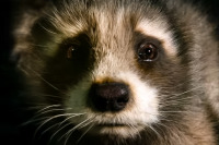 Стражи Галактики 3