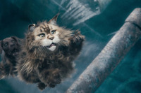 Кіт & Пес: Шалені пригоди