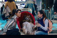 Кіт & Пес: Шалені пригоди