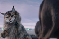 Кіт & Пес: Шалені пригоди